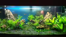 Aquarium Das Gezabel
