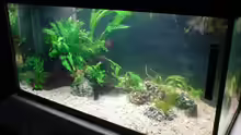 Aquarium Das Südostasienbecken