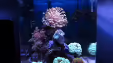 Aquarium deep blue reef