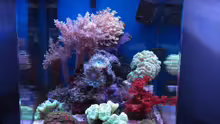 Aquarium deep blue reef