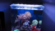 Aquarium deep blue reef
