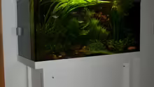 Aquarium Der Unterwasserdschungel