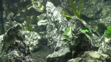 Aquarium Die Granithöhle