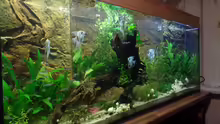 Aquarium Die Herausforderung