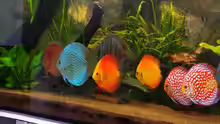 Aquarium Diskus )