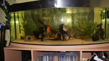 Aquarium Diskus Panorama 160