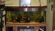 Aquarium Diskus Panorama 160