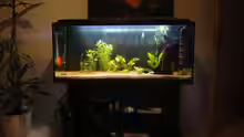 Aquarium Diskus