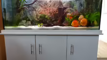 Aquarium Diskusaquarium