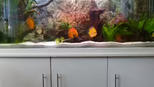 Aquarium Diskusaquarium