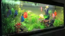 Aquarium Diskusbecken aufgelöst