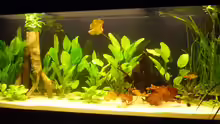 Aquarium Diskusbecken