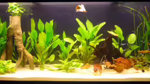 Aquarium Diskusbecken