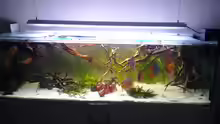 Aquarium Diskusbecken