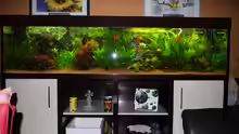 Aquarium Diskusbecken