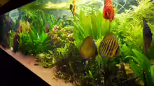 Aquarium Diskusbecken