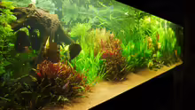 Aquarium Diskusbecken