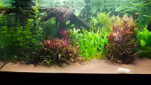 Aquarium Diskusbecken
