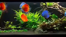 Aquarium Diskusfische - Farben und Pflanzen