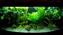 Aquarium Dream