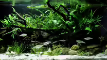 Aquarium Driftwood