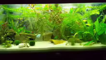 Aquarium Dschungel