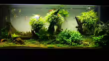 Aquarium Easy Scaping (nur noch Beispiel)