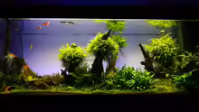 Aquarium Easy Scaping (nur noch Beispiel)