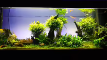 Aquarium Easy Scaping (nur noch Beispiel)