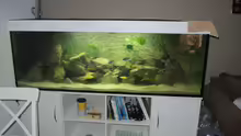 Aquarium Ein Stück Malawisee