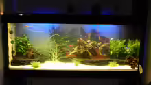Aquarium eine neue Welt