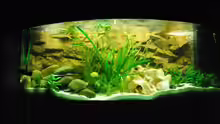Aquarium fertig eingerichtet