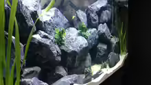 Aquarium First Malawitank