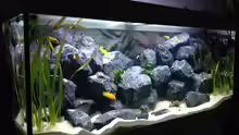 Aquarium First Malawitank