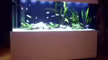 Aquarium Fisch-TV für meiner Tochter