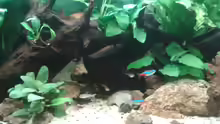 Aquarium Flusslauf