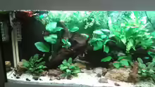 Aquarium Flusslauf