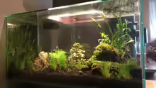 Aquarium Fluval Edge - A second live