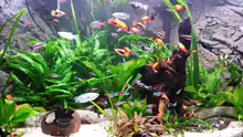 Aquarium Fluval Venezia 350 Eckaquarium