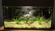 Aquarium Frontansicht
