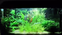Aquarium-Frontbild