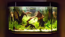 Aquarium Fünfeck-Panoramabecken