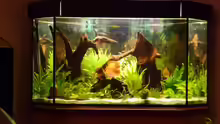 Aquarium Fünfeck-Panoramabecken