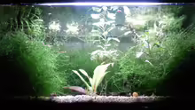 Aquarium Garnelenbecken