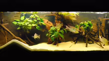 Aquarium Geophagus & Co