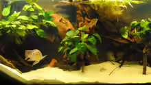 Aquarium Geophagus & Co