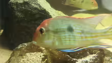 Aquarium Geophagus tapajos Biotop