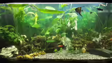 Aquarium Gesellschaftsbecken