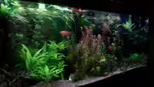 Aquarium Gesellschaftsdickicht