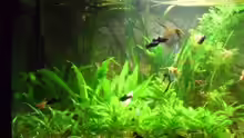 Aquarium Görlitzer Wasser
